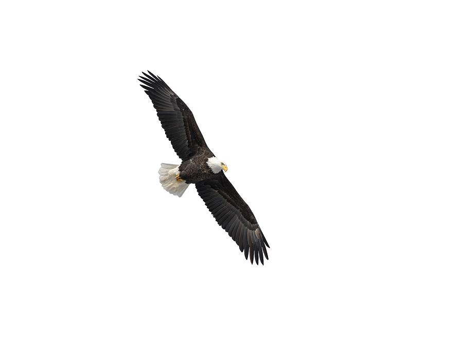 Isolated Bald Eagle 2019-1 Photograph by Thomas Young