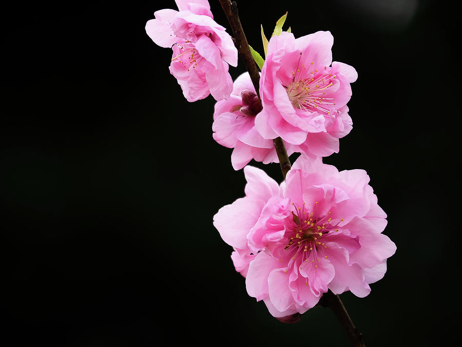 Japanese Pink Cherry Blossom Sakura Flower Black Background Tote Bag