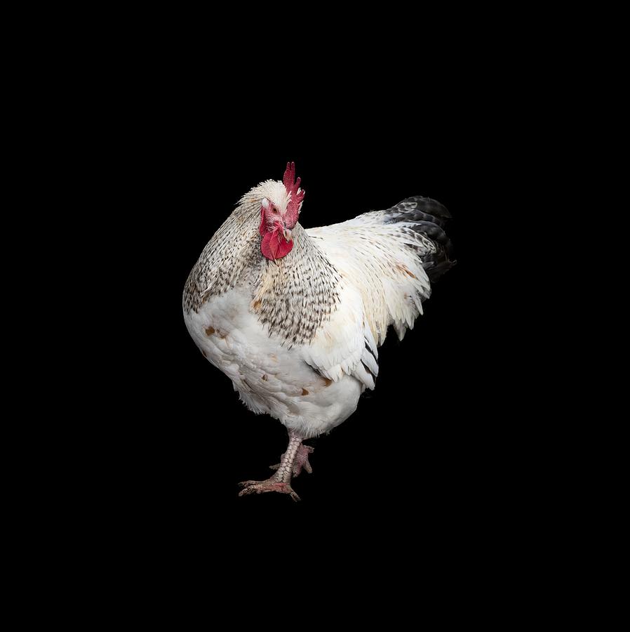 Isolated Chicken Photograph by Jean Noren