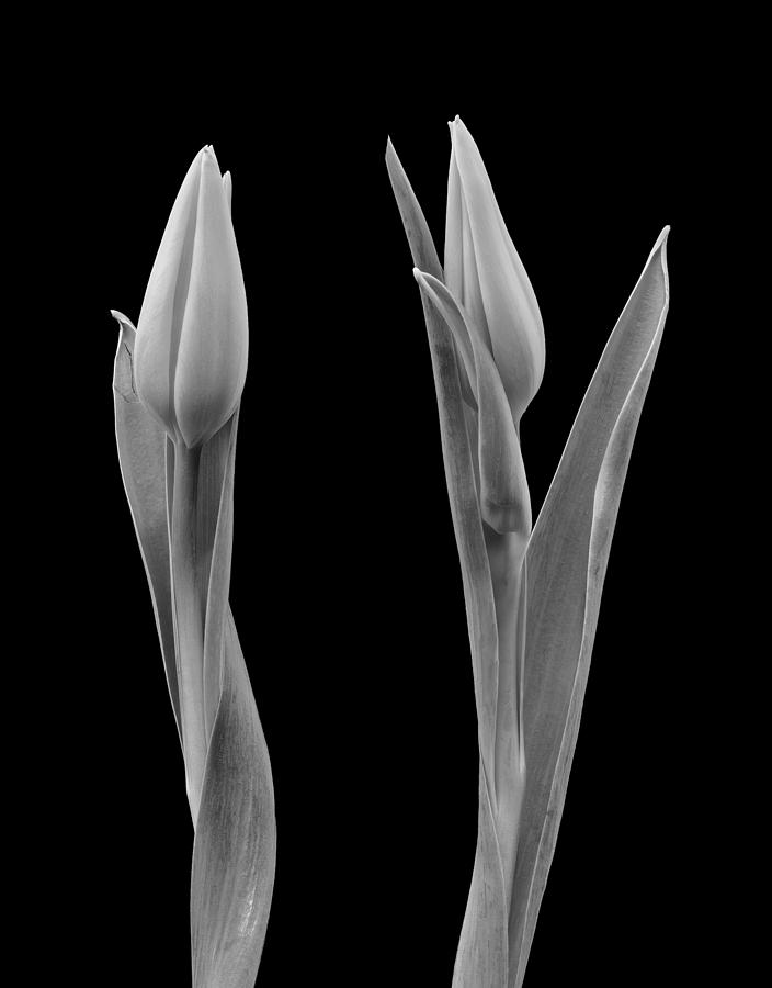 Black And White Photograph - Isolated Monochrome Tulip Blossom Pair by Olaf Holland