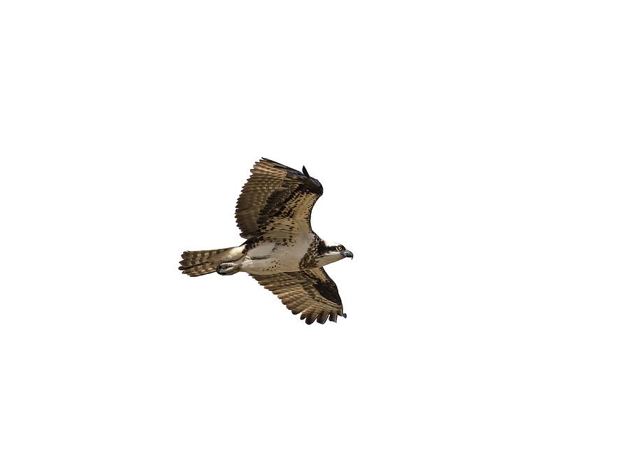 Isolated Osprey 2019-1 Photograph by Thomas Young