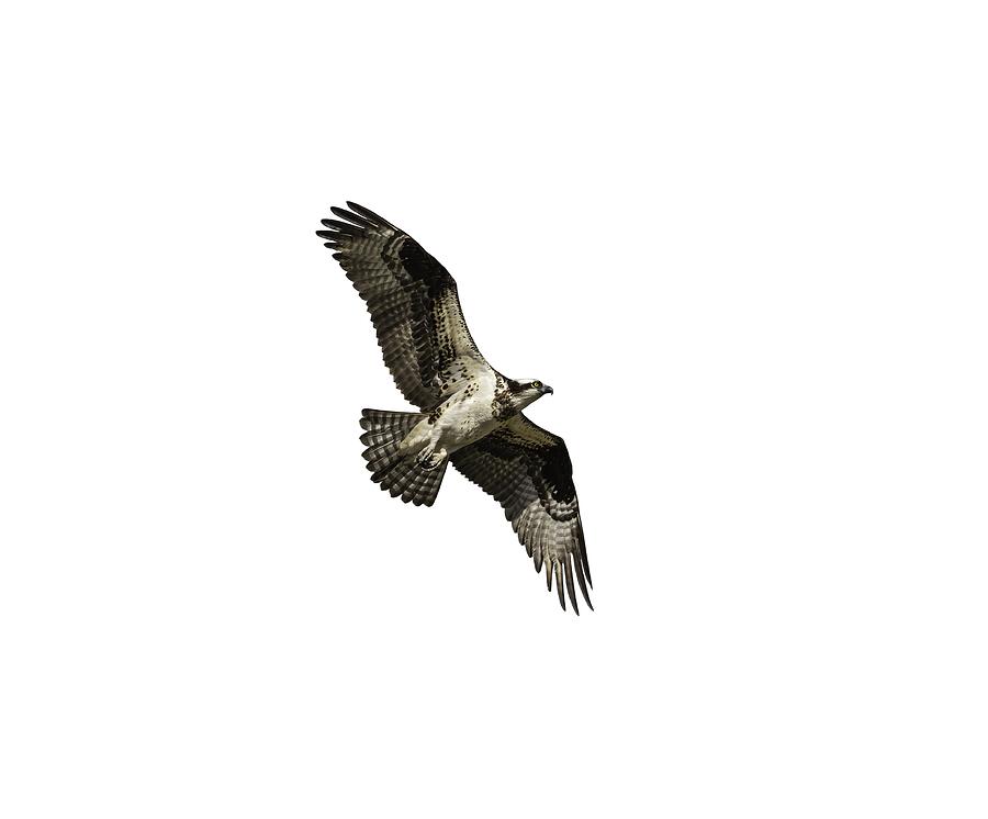 Isolated Osprey 2019-2 Photograph by Thomas Young