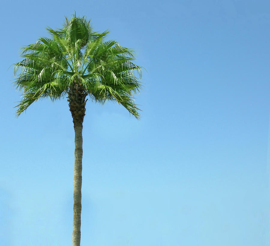 Isolated Palm Tree Against Clear Blue Photograph by Alicat