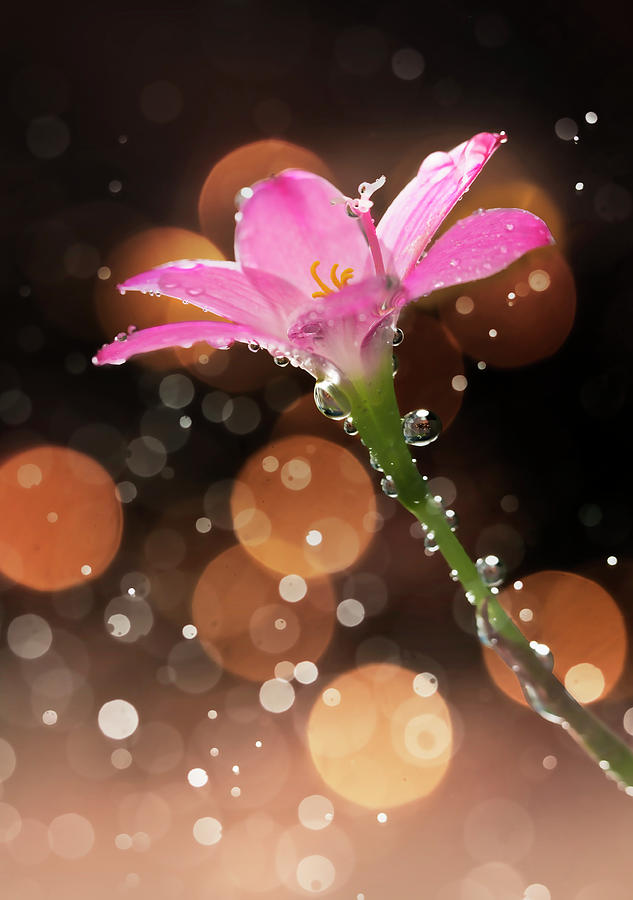 Isolated Pink Flowers With Fizzy Bubbles Photograph by Twomeows