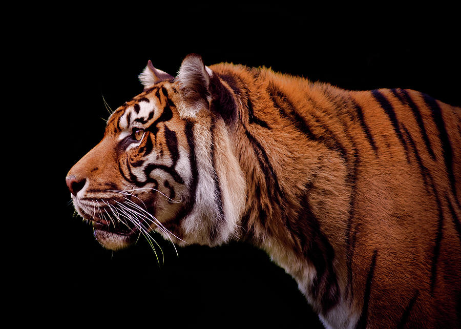 Isolated Profile Of A Tiger Photograph by Photo By Steve Wilson