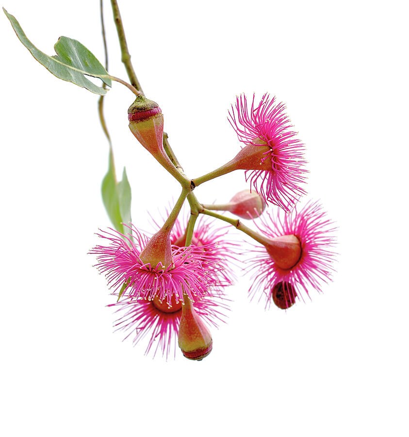 Australian Gum Flower Photograph by Sheryl Caston - Fine Art America