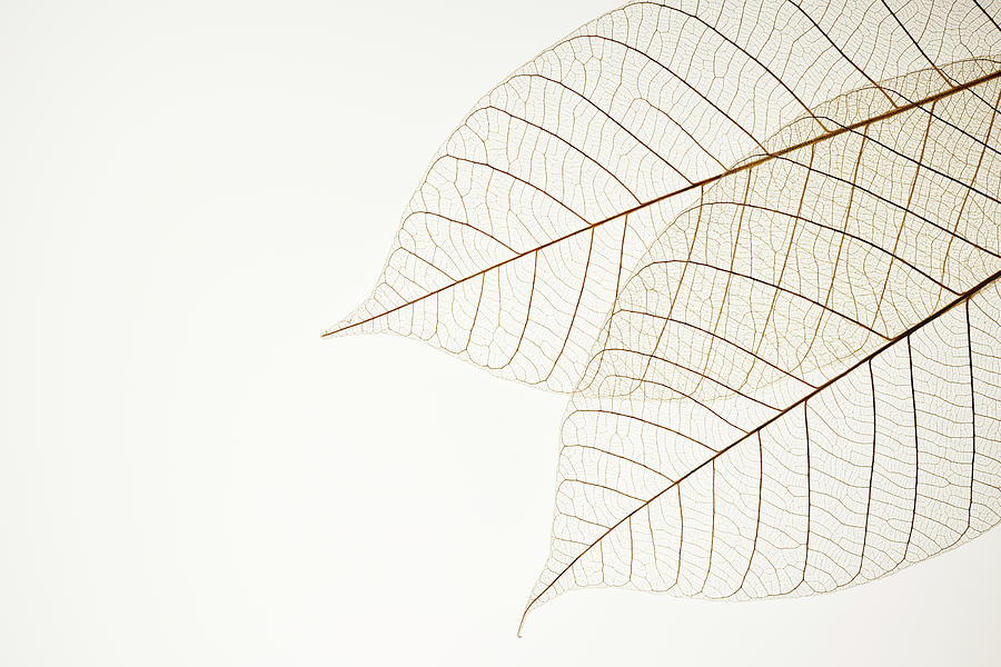 Abstract Photograph - Isolated Shot Of Two Leaf Veins On by Kyoshino