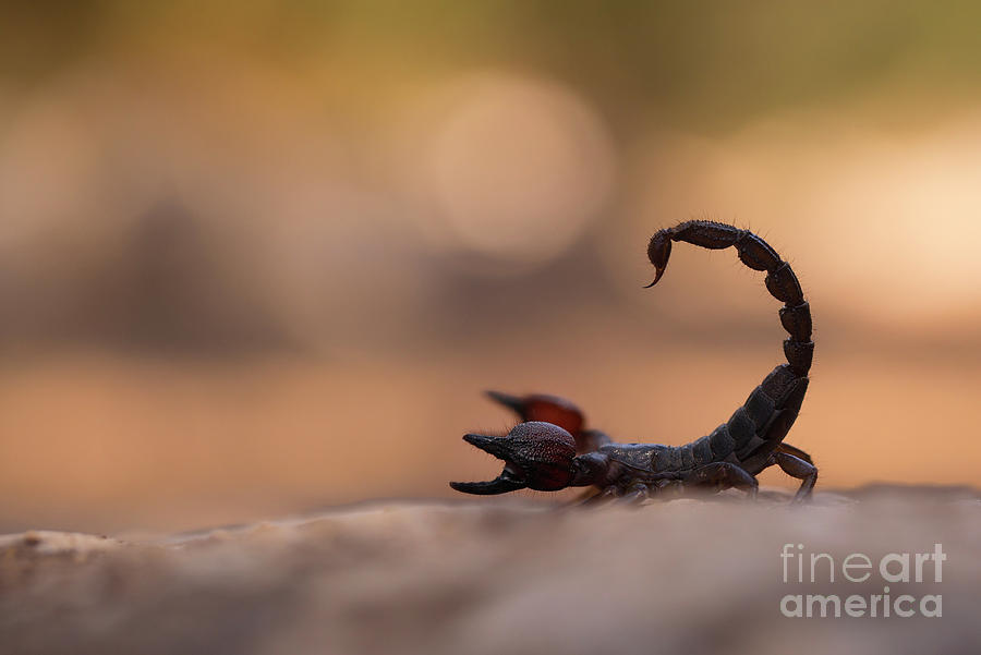 Israeli Black Scorpion Scorpio Maurus Fuscus A Photograph By Alon Meir Pixels