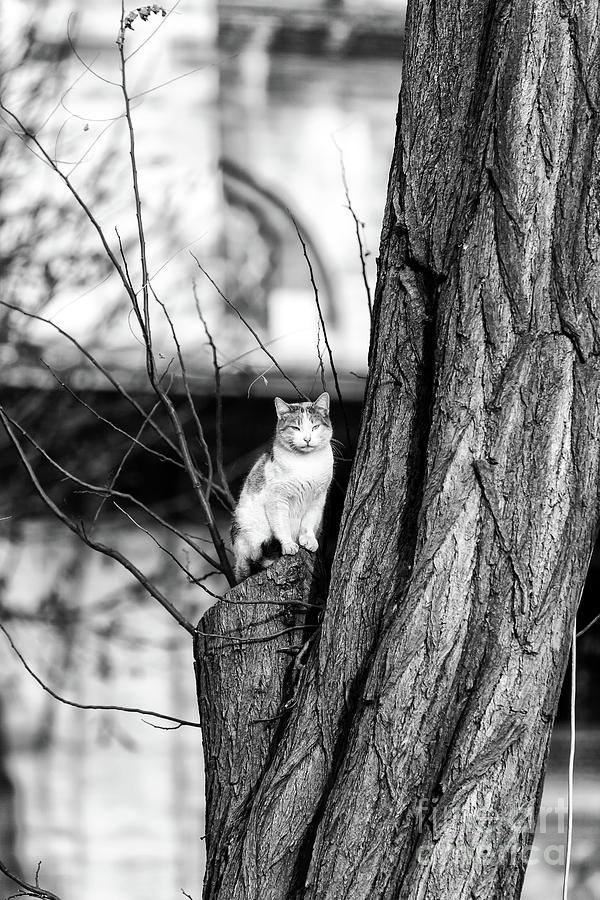 Istanbul Cat Up a Tree Photograph by John Rizzuto