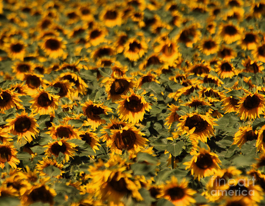 Crowded Group Of Sunflowers Photograph