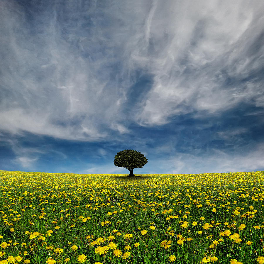 It Dandelion World Photograph By Carlos Gotay Fine Art America