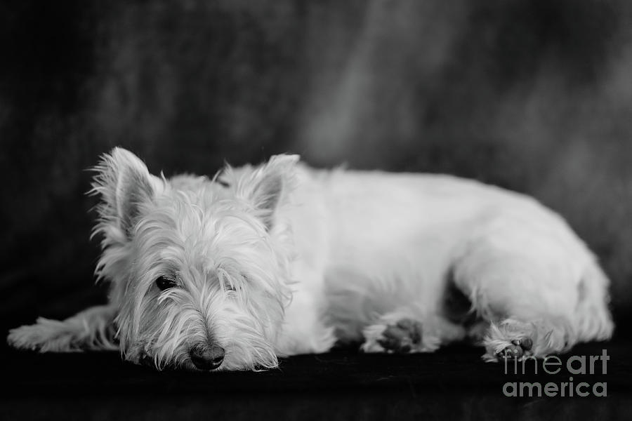 Dog Photograph - It has been a long day by Edward Fielding