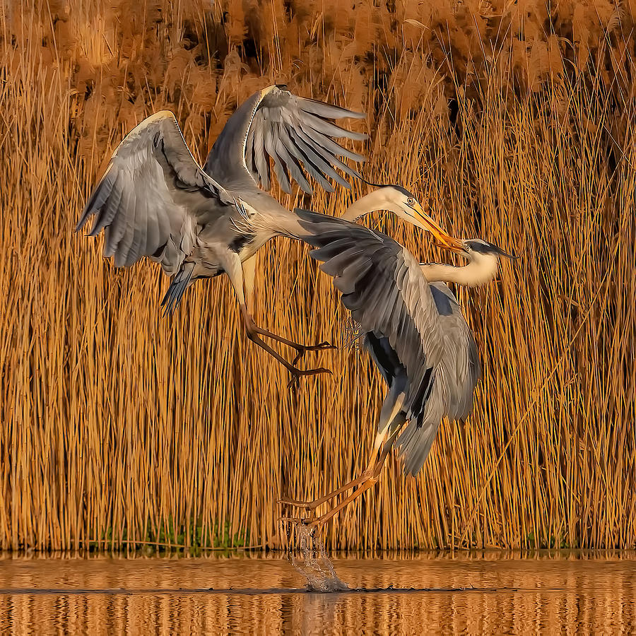 Heron Photograph - It Is A Fight by Jun Zuo