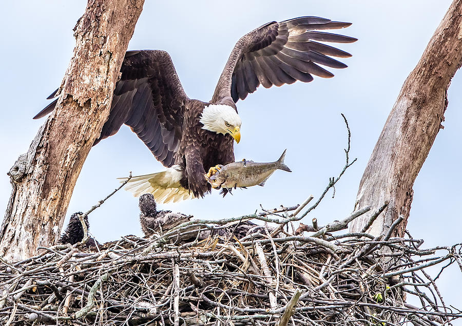 Eagle Photograph - It Is Lunch Time by David Hua