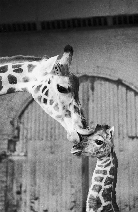 It Isnt Necking Its Mother Love..cleo Photograph by New York Daily News Archive