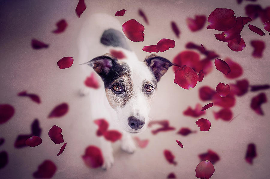 Dog Photograph - It Should Rain Red Roses For Me.... by Heike Willers