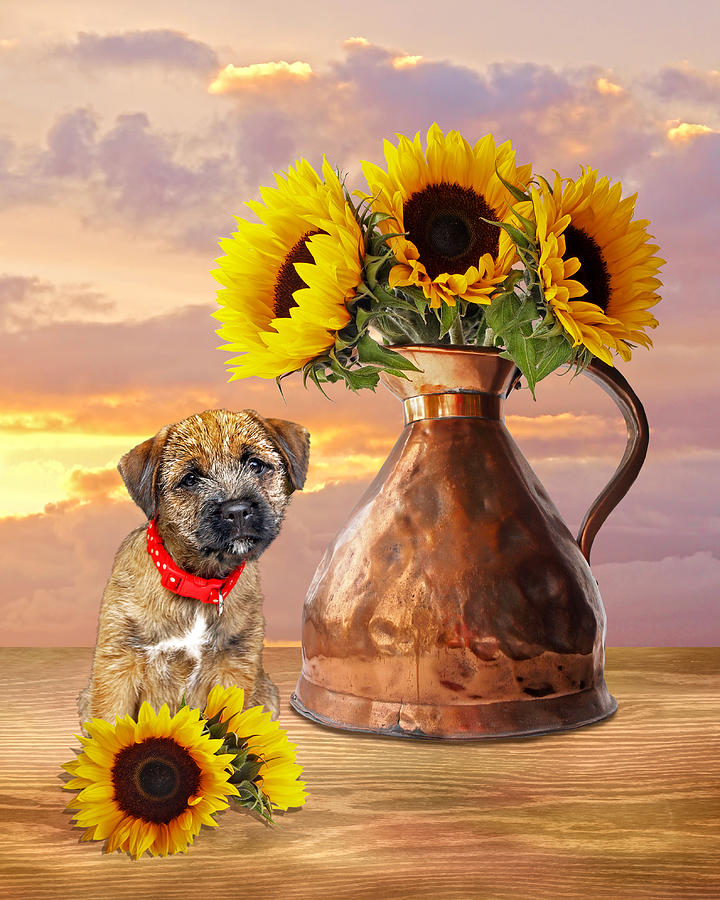 It Wasnt Me - Border Terrier Puppy With Sunflowers Photograph by Gill Billington