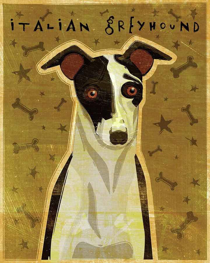 Animal Digital Art - Italian Greyhound - Black And White by John W. Golden