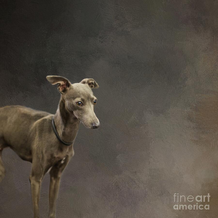 Dog Photograph - Italian Greyhound by Eva Lechner