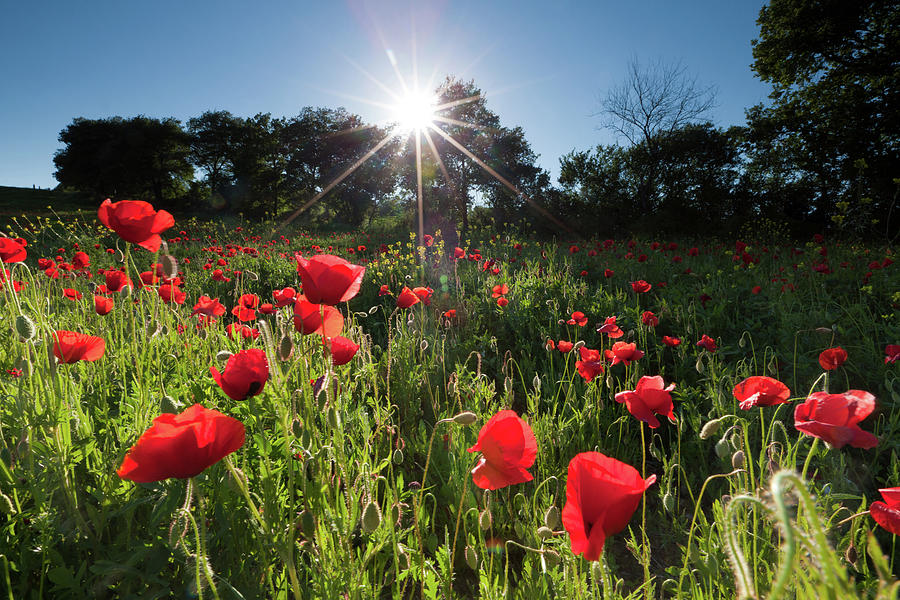 Italian Poppy Meadow In Tuscany With by Wingmar