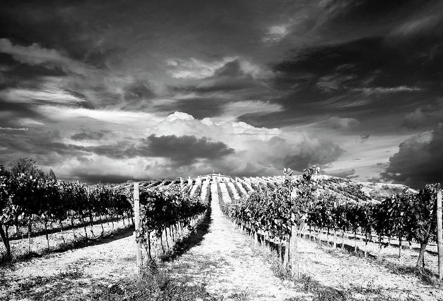 Vineyard Photograph - Italy 094008b by Maciej Duczynski