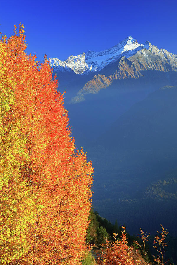 Fall Digital Art - Italy, Aosta Valley, Aosta District, Alps, Saint-nicolas, The Grivola Mountain From The Road To Vens Hamlet In Autumn by Davide Carlo Cenadelli