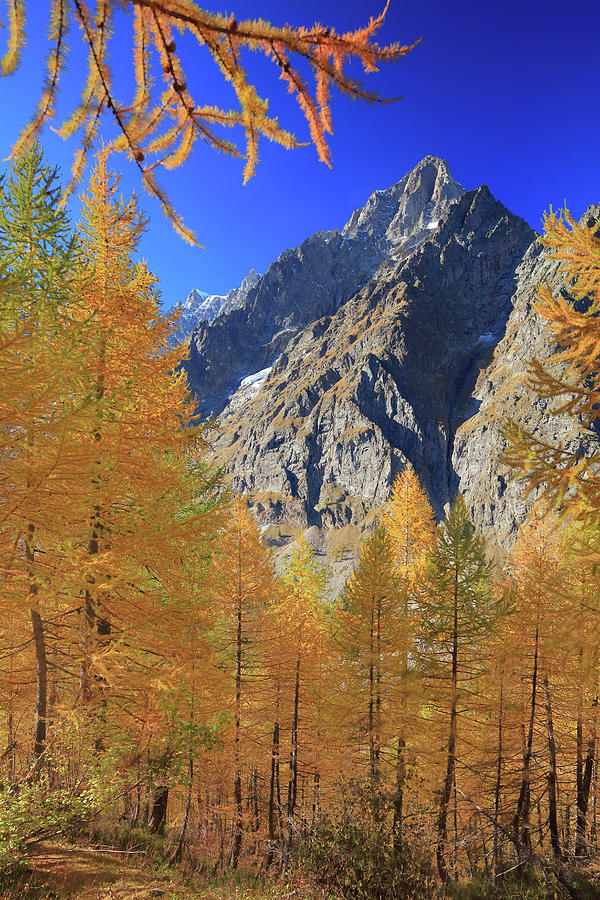 Italy, Aosta Valley, Aosta District, Courmayeur, Val Ferret, Alps, Autumnal Larch Grove Against The Backdrop Of The Grandes Jorasses, In The Mont Blanc Group Digital Art by Davide Carlo Cenadelli