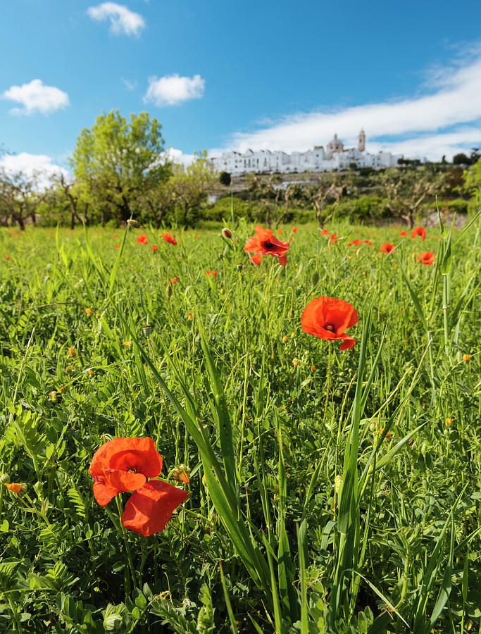 Italy, Apulia, Bari District, Itria Valley, Locorotondo, Poppies Growing In A Field Outside Town Of Locorotondo Digital Art by Ben Pipe