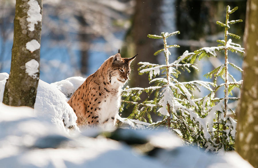 Italy, Friuli-venezia Giulia, Udine District, Alps, Julian Alps, Carnia, Winter, Lynx (lynx Lynx) In The Forest Digital Art by Gabriele Bano