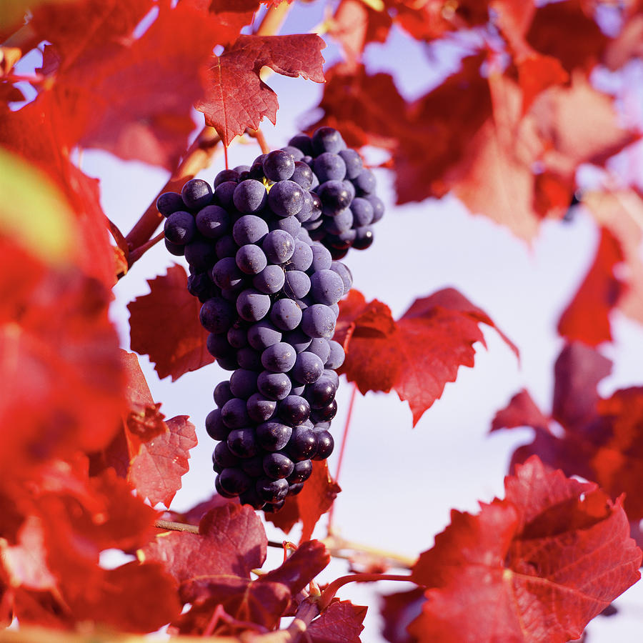 Italy, Grape, Cabernet Wine Digital Art by Olimpio Fantuz