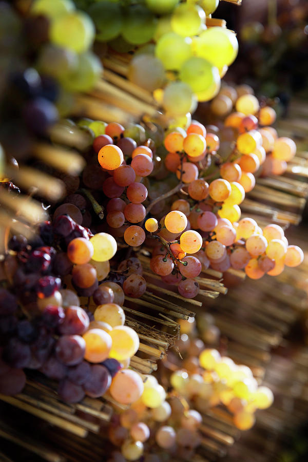 Italy, Latium, Roma District, Alban Hills, Castelli Romani, Frascati, Malvasia Grapes To Produce Cannellino Di Frascati Wine Digital Art by Massimo Ripani