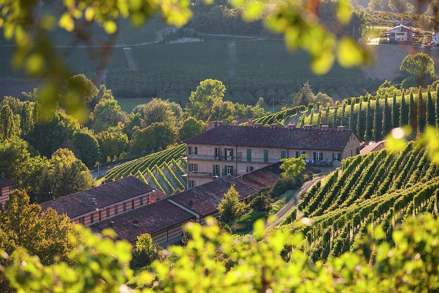 Wine Digital Art - Italy, Piedmont, Cuneo District, Colline Del Barolo, Langhe, Serralunga Dalba, Vineyards Of Fontanafredda Estate by Massimo Ripani