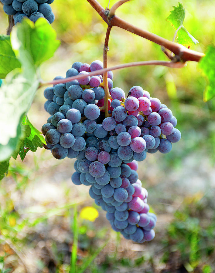 Wine Digital Art - Italy, Piedmont, Cuneo District, Langhe, Nebbiolo Grapes by Luca Da Ros
