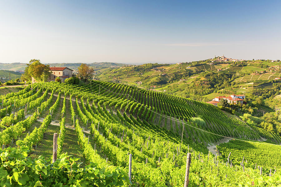 Wine Digital Art - Italy, Piedmont, Cuneo District, Santo Stefano Belbo, View On Moscato Vineyards Near Santo Stefano Belbo by Marco Arduino