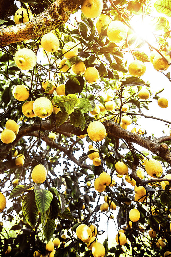 Italy, Sicily, Palermo District, Bagheria, Bagheria Citrus - Lemon Digital Art by Antonino Bartuccio