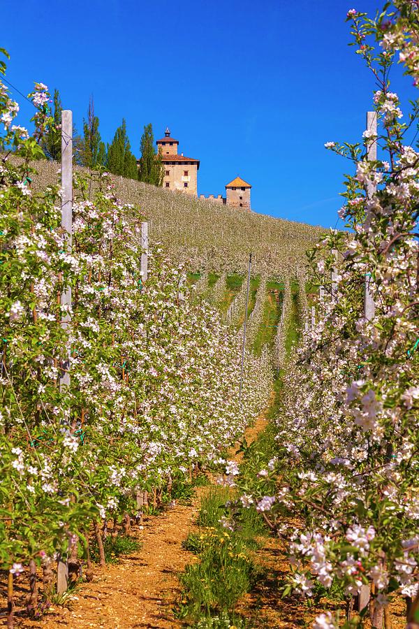 Italy, Trentino-alto Adige, Alps, Trento District, Trentino, Val Di Non, Nanno, Castel Nanno And Apple Trees In Bloom Digital Art by Olimpio Fantuz
