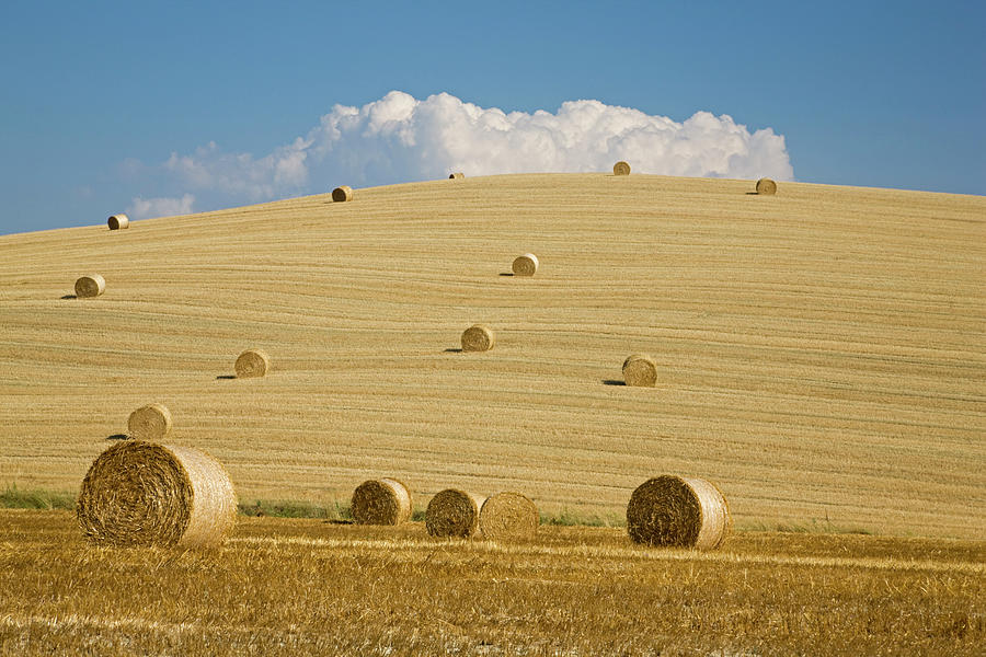 Italy, Tuscany, Bales Of Straw On Corn Photograph by Westend61