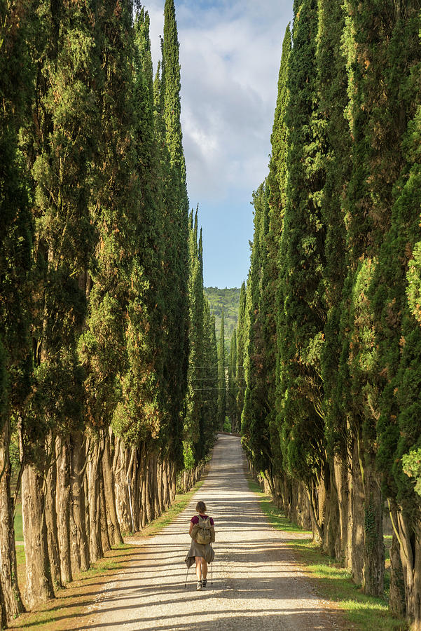 Italy, Tuscany, Firenze District, Chianti, Greve In Chianti, Hiker Along A Cypress-trees Boulevard At Villa Calcinaia Digital Art by Guido Cozzi