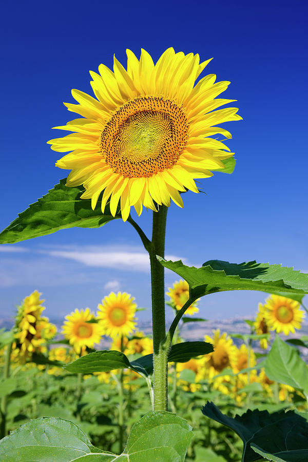 Italy, Tuscany, Landscape With Sunflowers Digital Art by Massimo Ripani