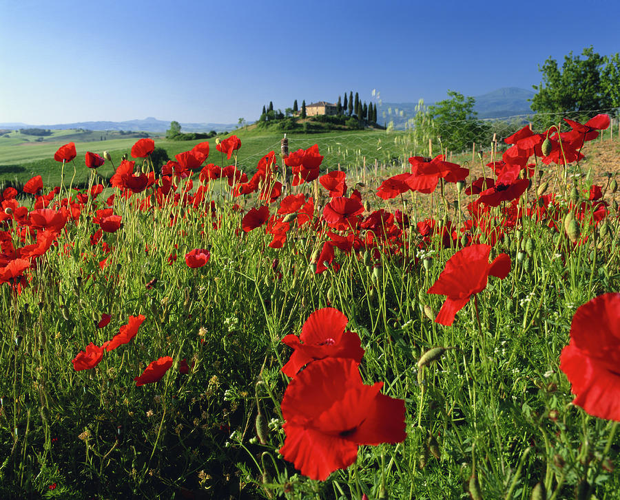 Italy, Tuscany, San Quirico Dorcia Photograph by David C Tomlinson
