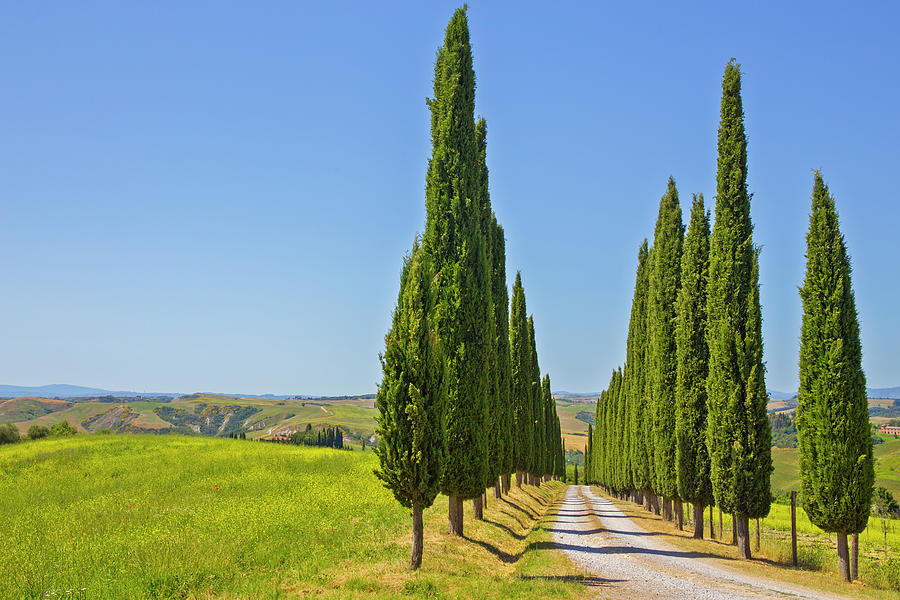 Italy, Tuscany, Siena District, Crete Senesi, Asciano, A Characteristic Cypress Road Digital Art by Jennifer Cauli