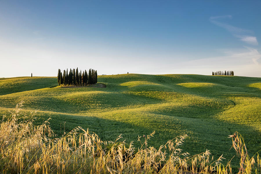 Italy, Tuscany, Siena District, Orcia Valley, San Quirico Dorcia, The Most Famous Group Of Cypresses In The Val Dorcia Digital Art by Massimo Ripani