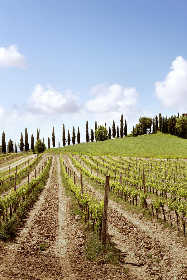 Italy Tuscany - Vineyard Photograph by Floortje