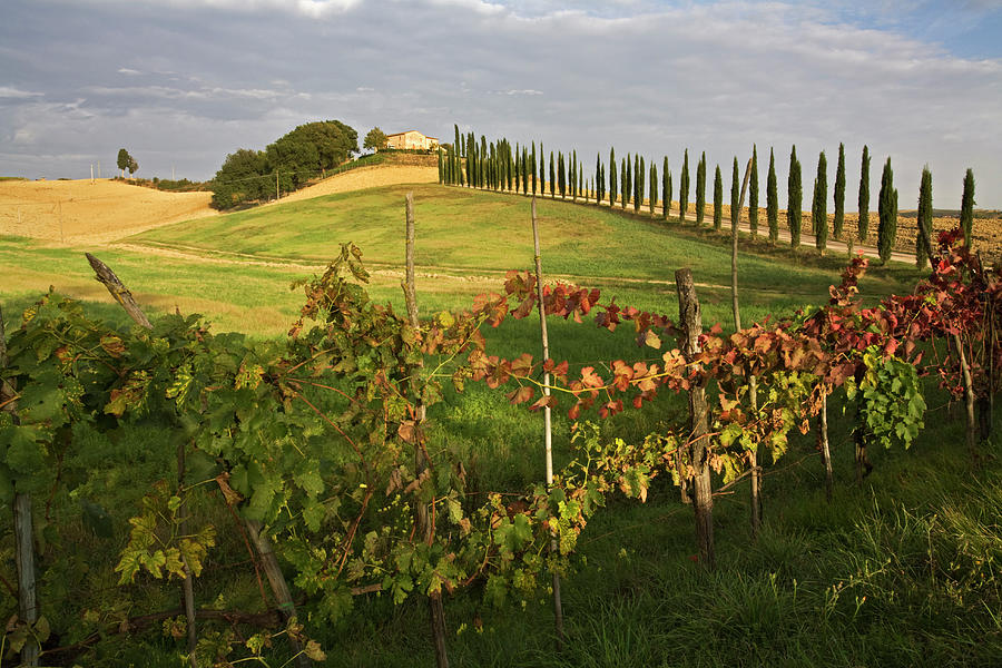 Italy, Tuscany, Wine Estate Photograph by Westend61