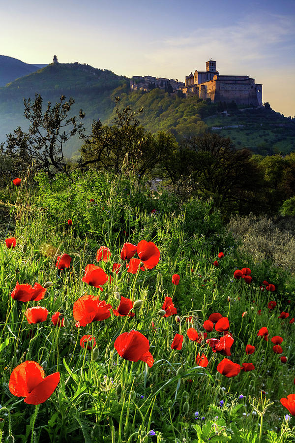 Italy, Umbria, Perugia District, Assisi, Basilica Of San Francesco, Poppy Field Digital Art by Maurizio Rellini