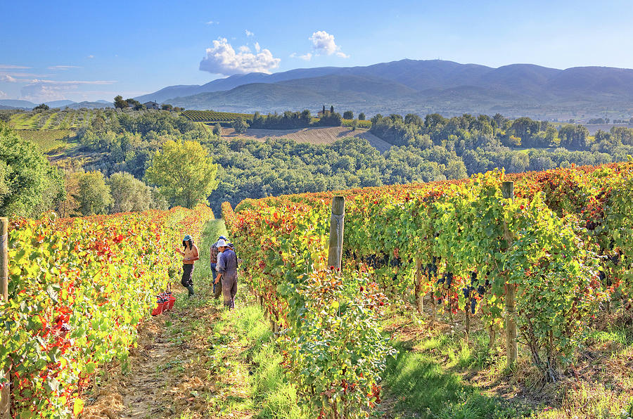 Italy, Umbria, Perugia District, Sagrantino Wine Road, Montefalco, Grape Harvest In Antonelli Winery In Montefalco Digital Art by Maurizio Rellini