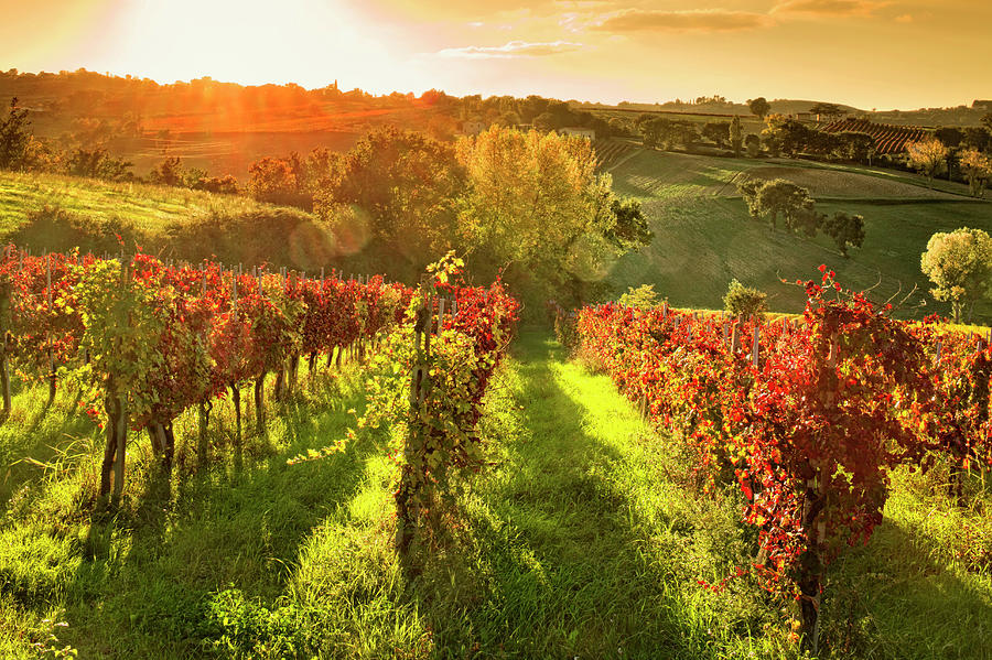 Italy, Umbria, Vineyard In Autumn by Slow Images