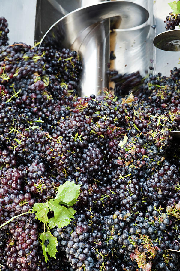 Italy, Veneto, Verona District, Valpolicella, Negrar, Grape Harvesting For Valplicella Wine Digital Art by Sandra Raccanello