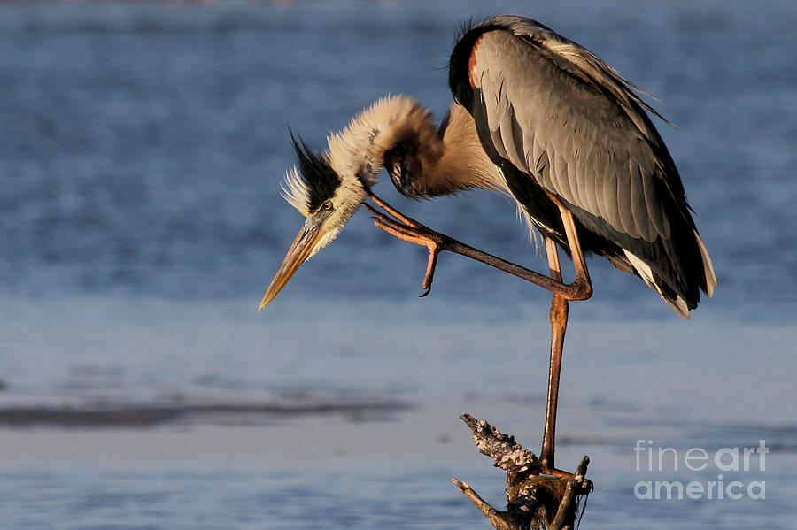 Itchy - Great Blue Heron Photograph