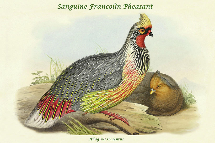 Bird Painting - Ithaginis Cruentus - Sanguine Francolin Pheasant by John Gould